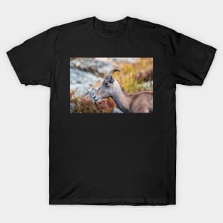 Rocky Mountain Bighorn T-Shirt